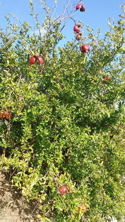 Apartament Sole E Fiori Di Sicilia Valderice Zewnętrze zdjęcie
