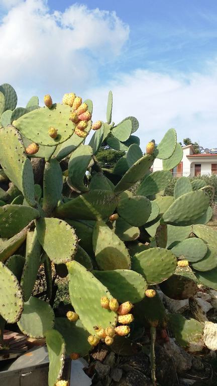 Apartament Sole E Fiori Di Sicilia Valderice Zewnętrze zdjęcie