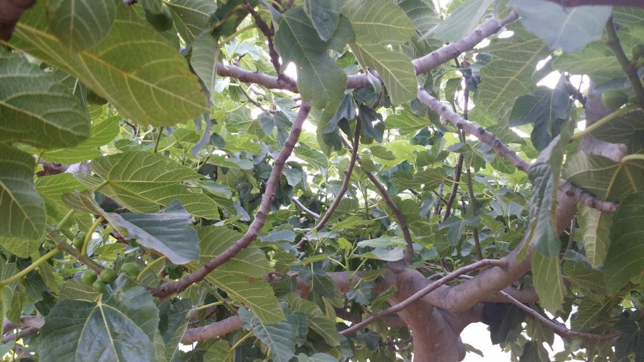 Apartament Sole E Fiori Di Sicilia Valderice Zewnętrze zdjęcie